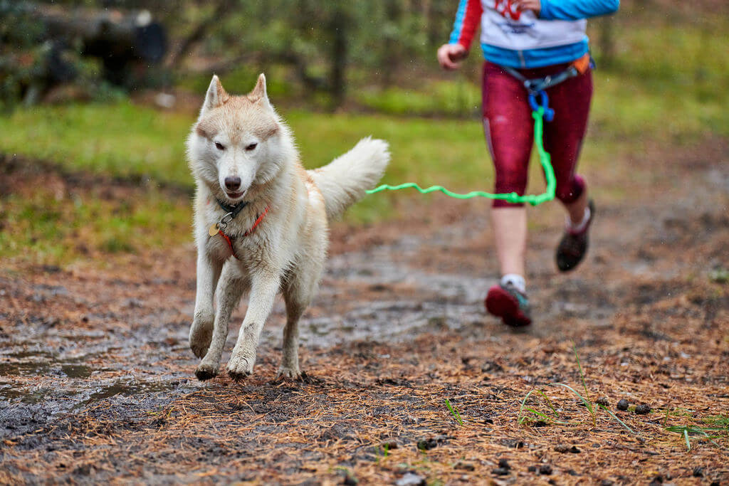 Cómo enseñar a un perro a correr contigo