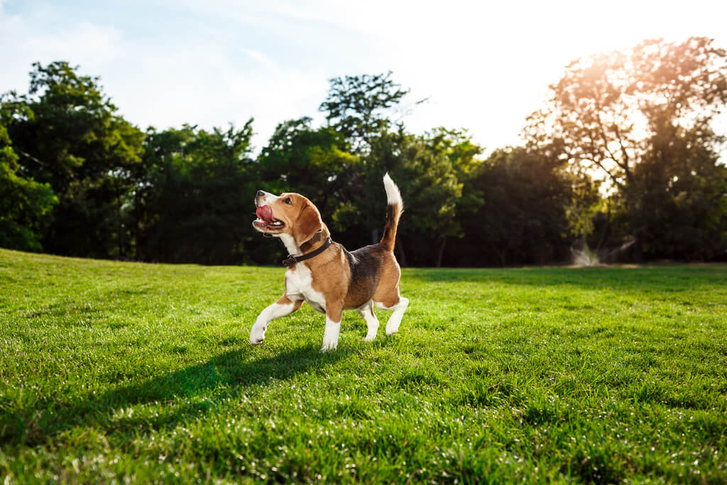 Cómo enseñar a un perro a pasear sin correa