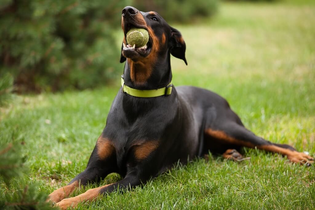 perro juega con la pelota