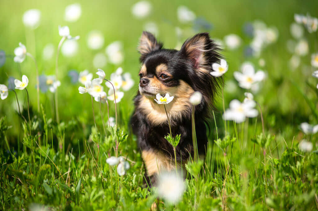 Perro pequeño entre las flores