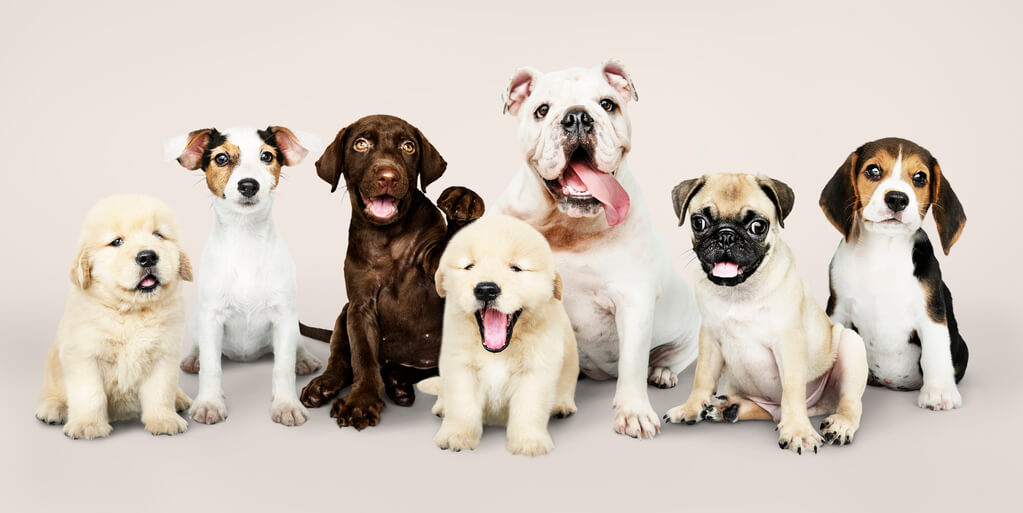 Nombres para perros bonitos y originales - Pequeños, grandes, machos y hembras