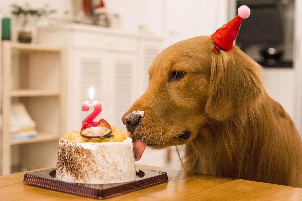 Tortas para perros: 5 Recetas de cumpleaños