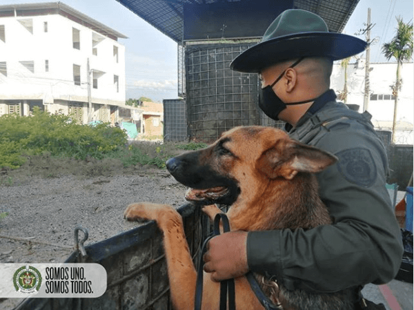 Curso de adiestramiento canino policía nacional