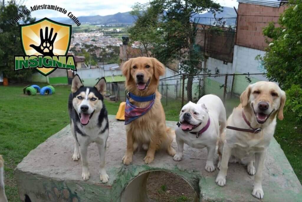 Cursos adiestramiento canino Bogotá