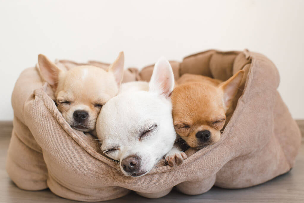 Tres cachorros duermen juntos