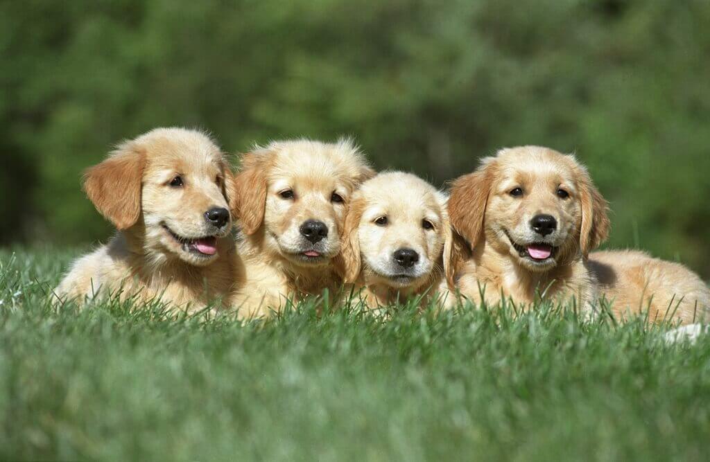 tres cachorros golden retriever