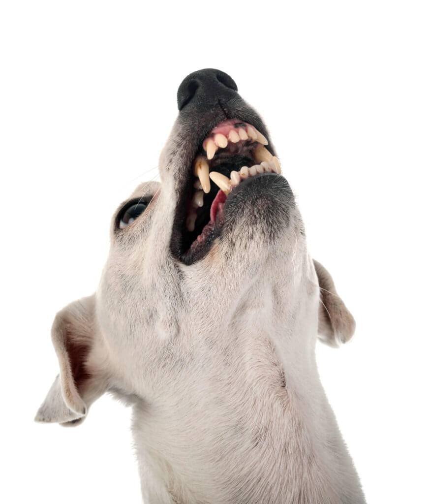 Por qué mi perro me gruñe y me enseña los dientes