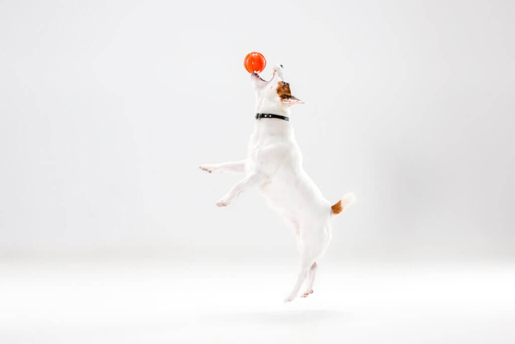 Cómo enseñar a un perro a soltar la pelota