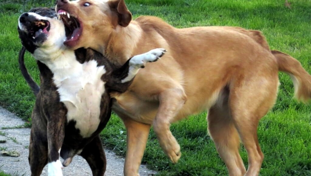 Cómo detener una pelea de perros