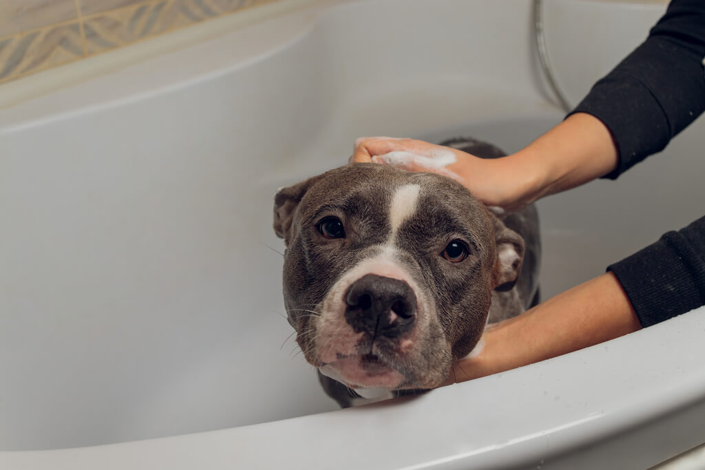 Cómo bañar a un perro grande que no se deja