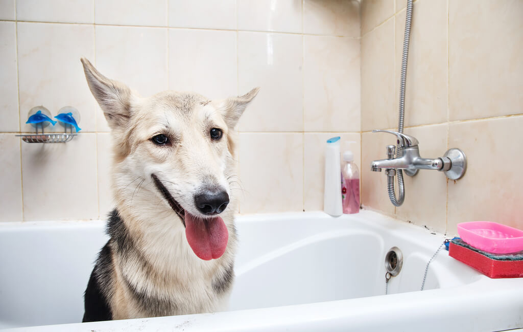 Cómo bañar a un perro grande que no se deja