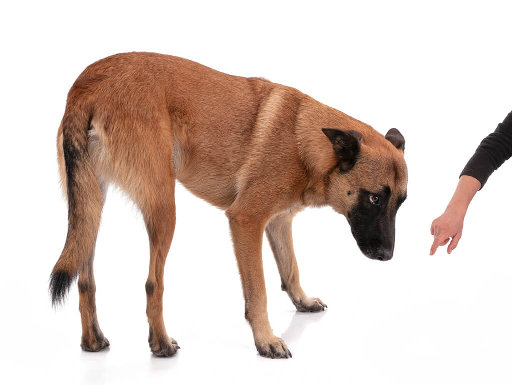 Consejos para quitarle el miedo a un perro maltratado