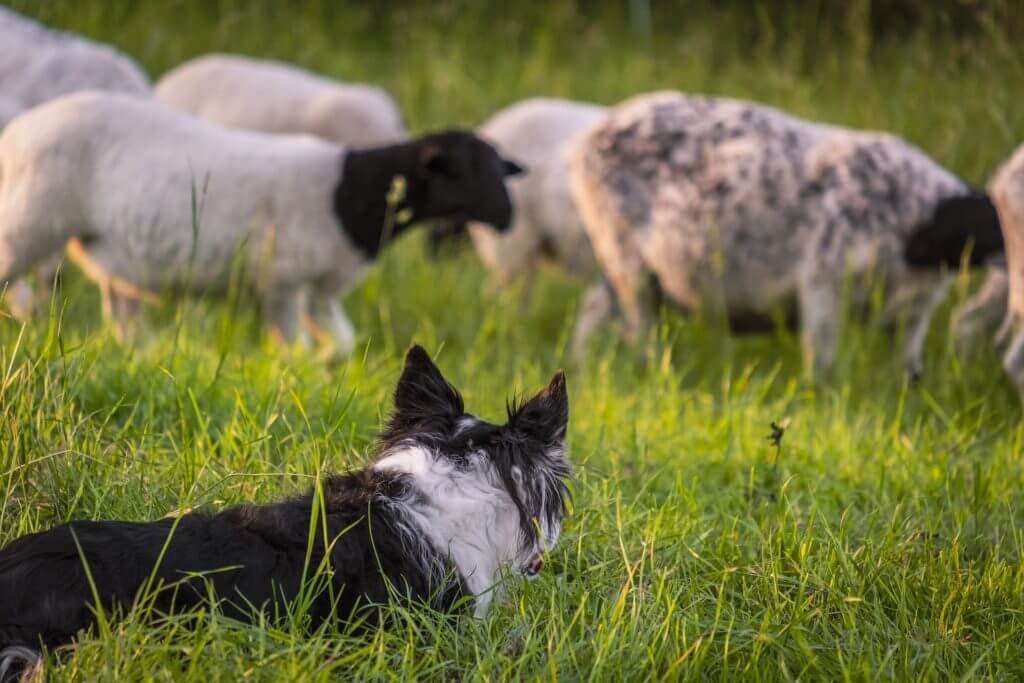 Cómo adiestrar un border collie para ovejas