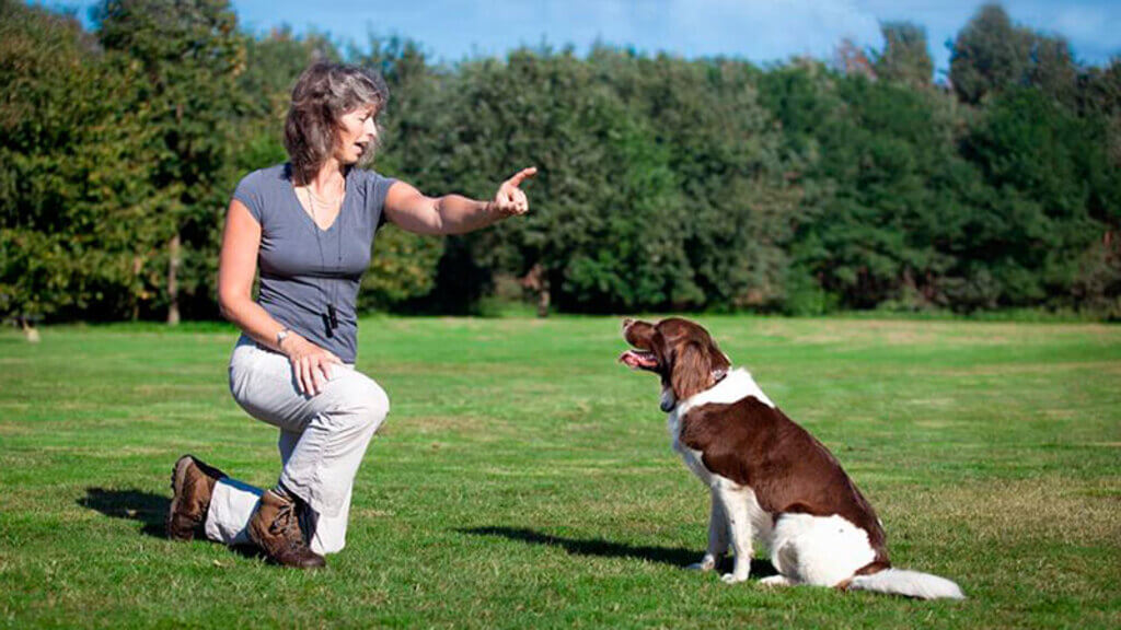 Cómo entrenar a un perro sordo
