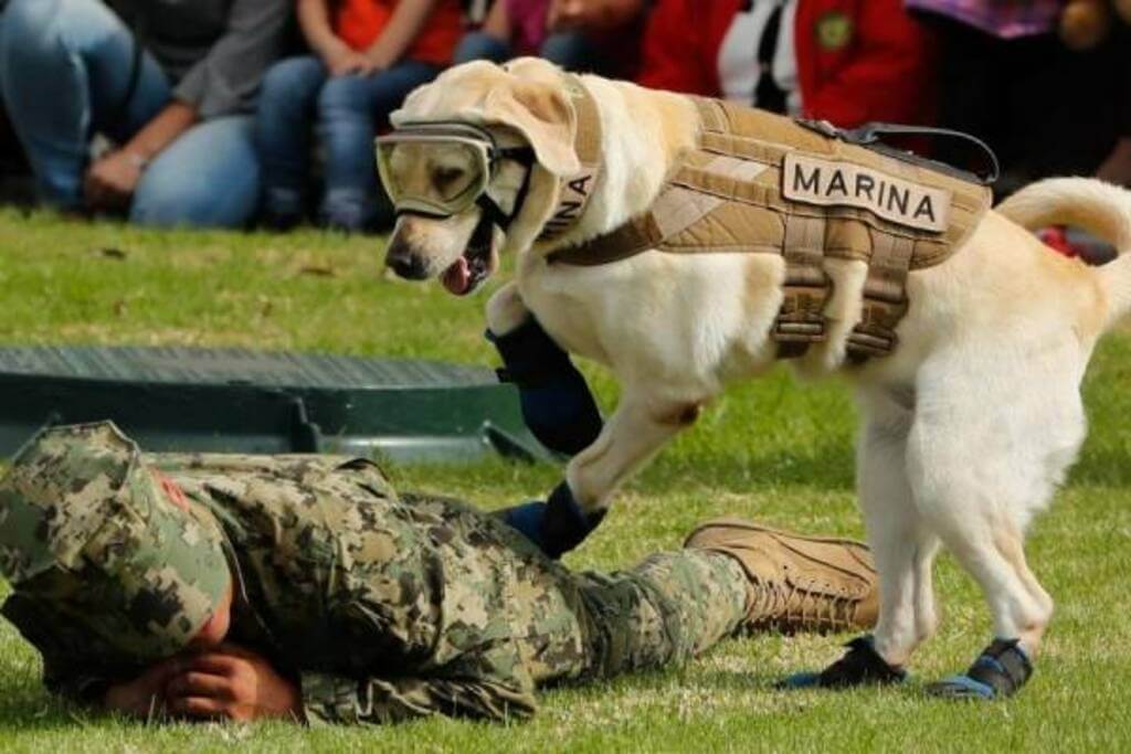 Cómo entrenar a los perros de rescate