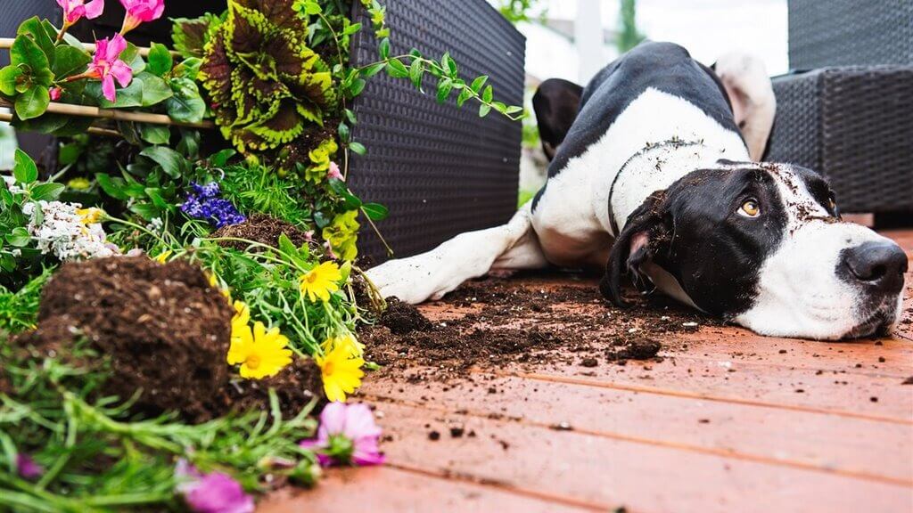 Cómo evitar que mi perro muerda las plantas