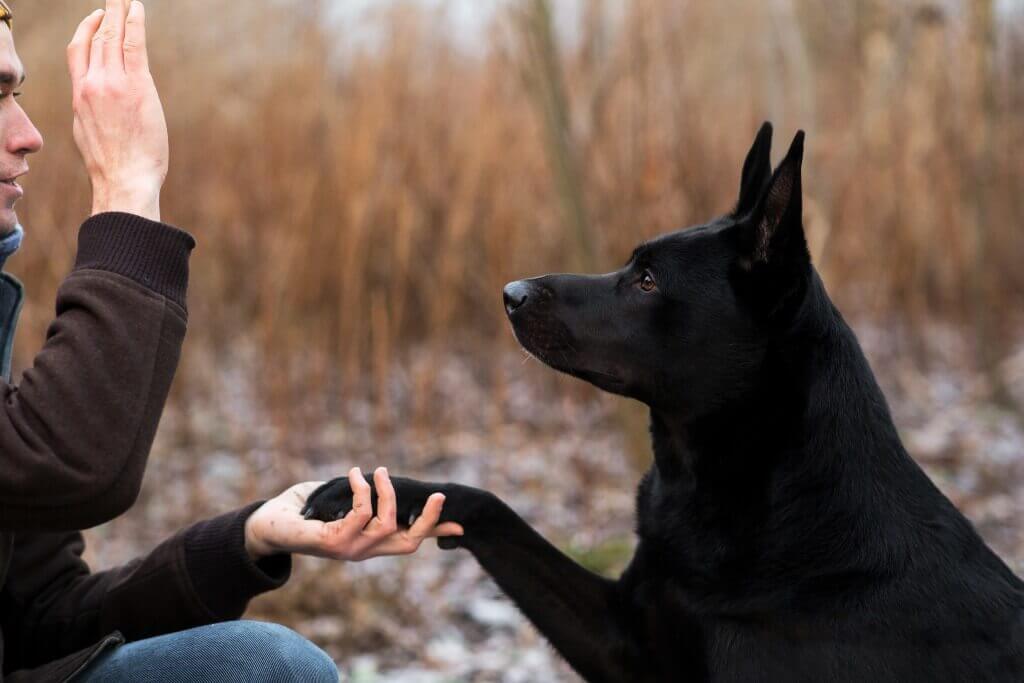 Voces de mando para entrenar perros