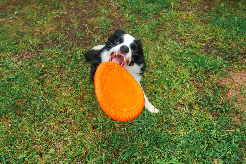 Cómo enseñar a mi perro a jugar frisbee