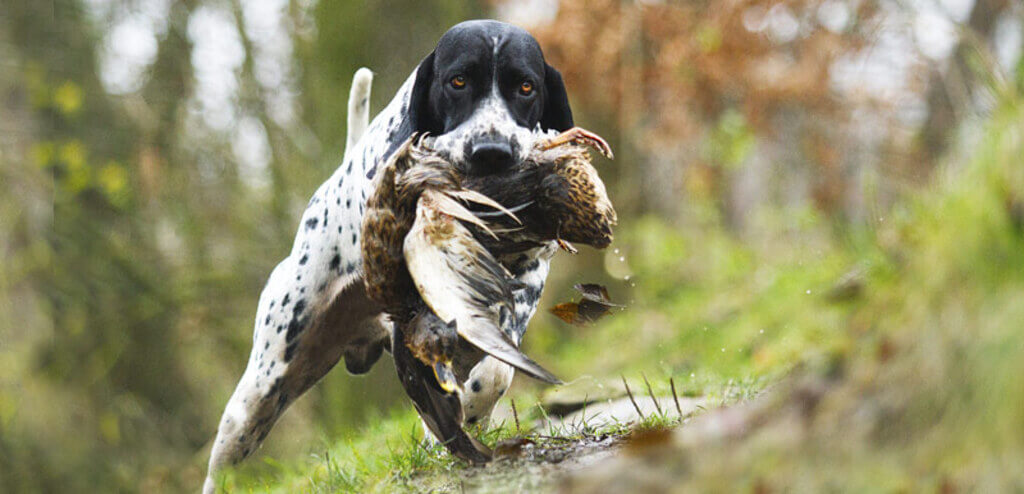 Cómo entrenar a tu perro para cazar