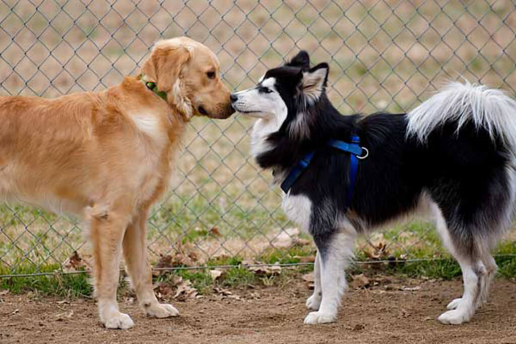 Cómo detener una pelea de perros