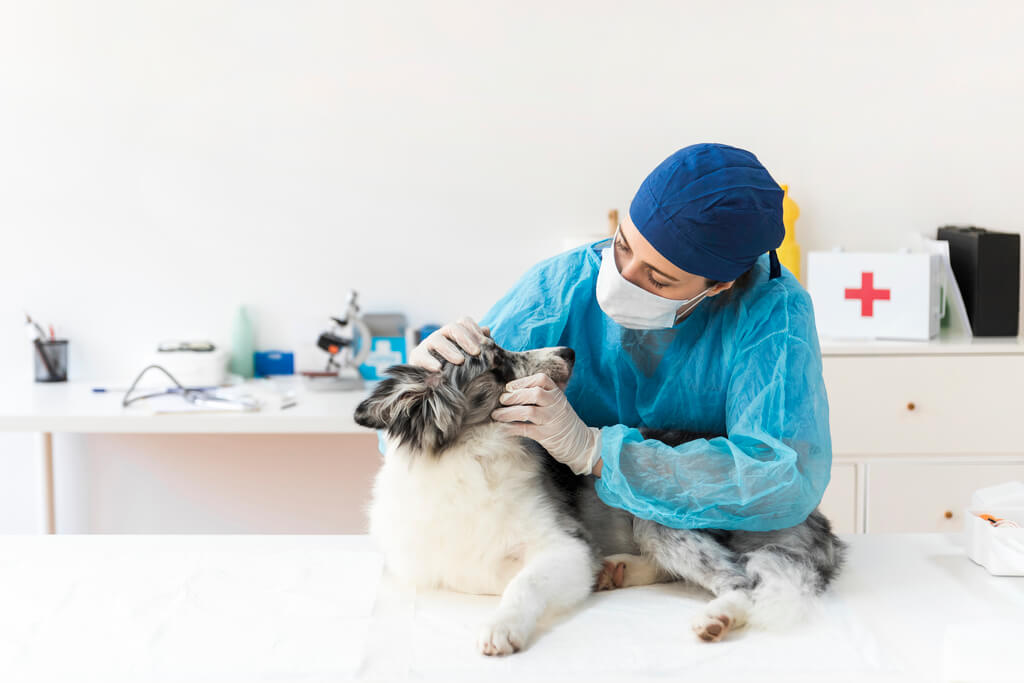 Cómo darle la medicina a un perro