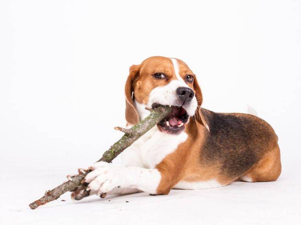 ¿Por qué los perros comen madera?