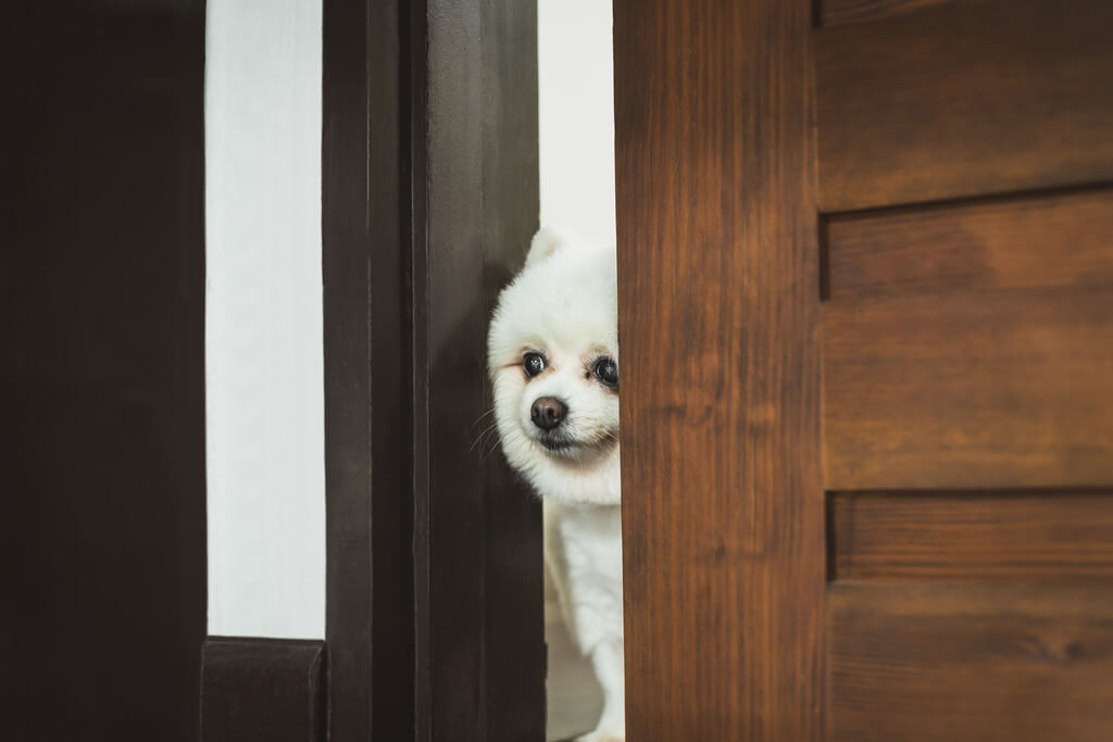 Mi perro rasca la puerta ¿Cómo evitarlo?