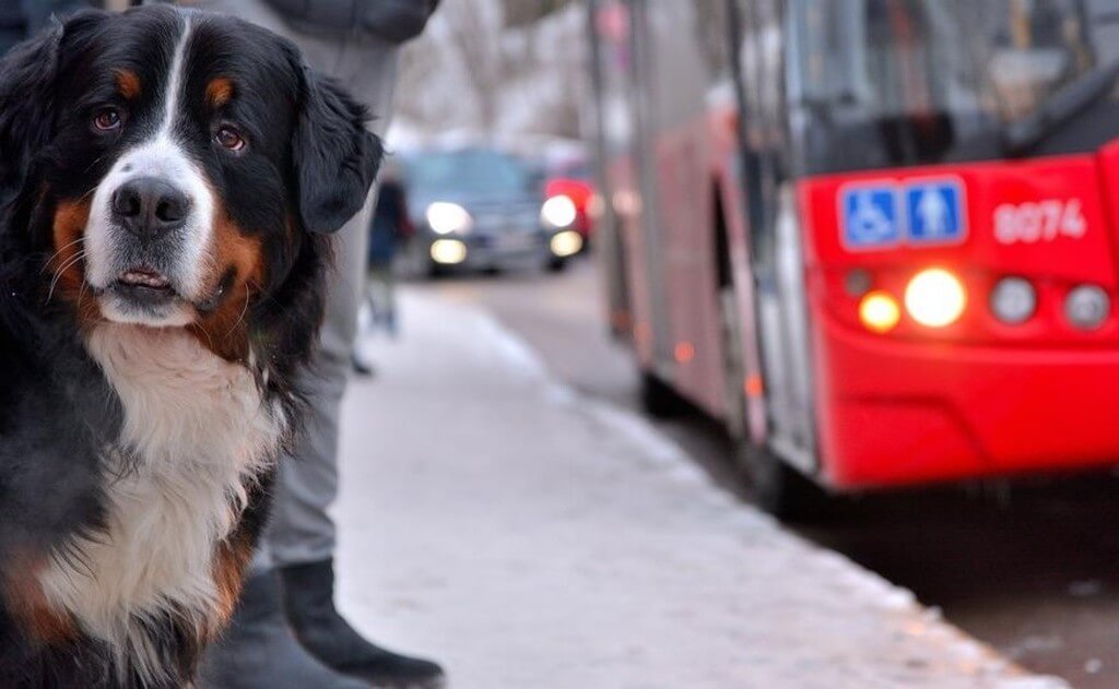 Cómo viajar con tu perro en autobús