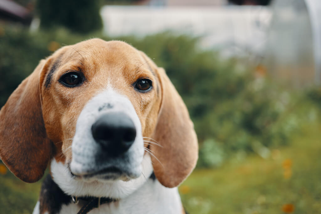 Cómo adiestrar a un beagle