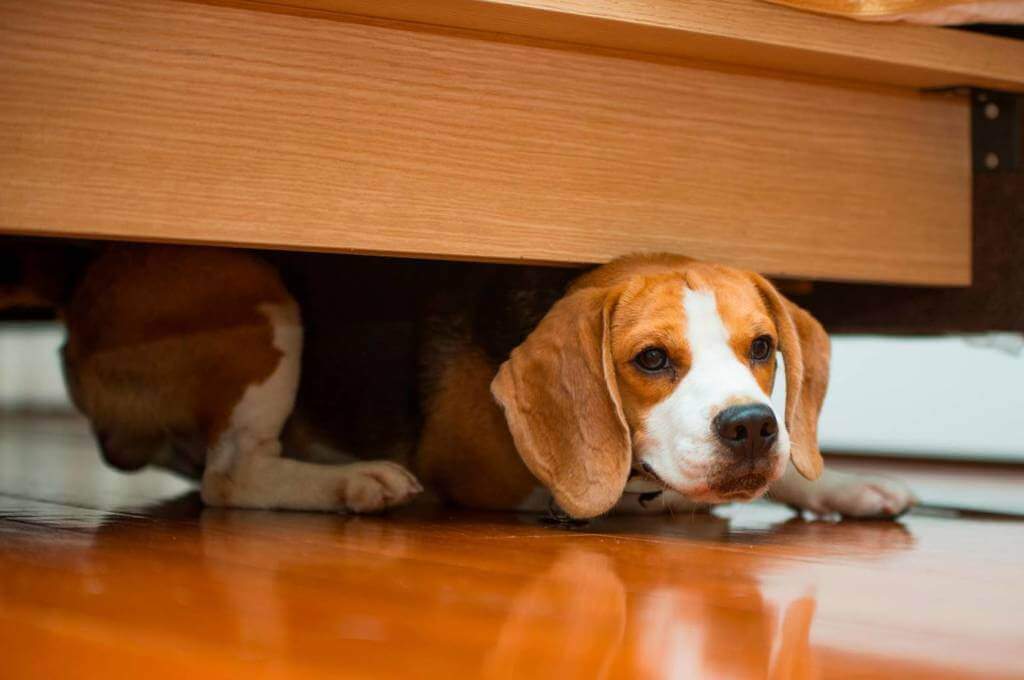 Por qué mi perro se mete debajo de la cama