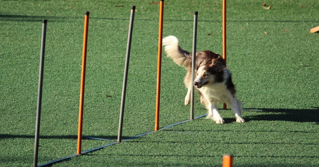 Cómo hacer un circuito de entrenamiento para perros