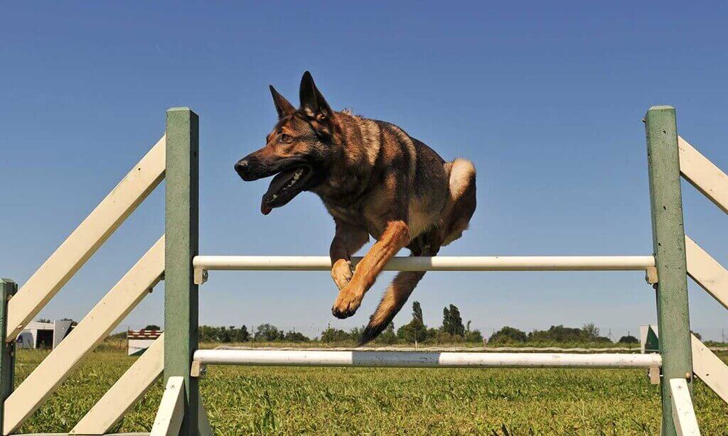Razas de perros para agility
