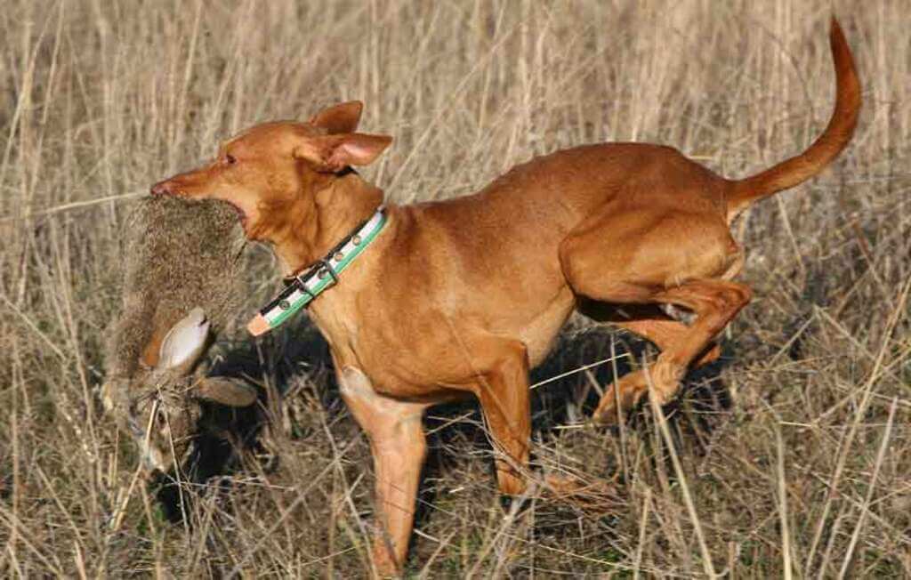 Entrenar perros para cazar conejos