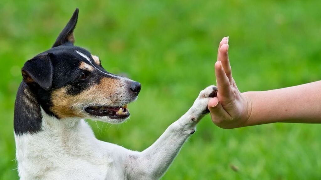 Cómo enseñar a un perro a saludar