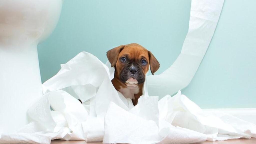 ¿Por qué los perros comen papel?