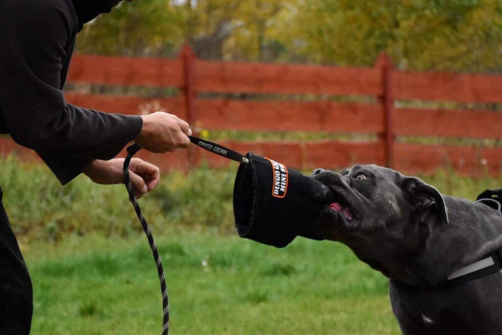 Equipo para entrenar perros de guardia y protección