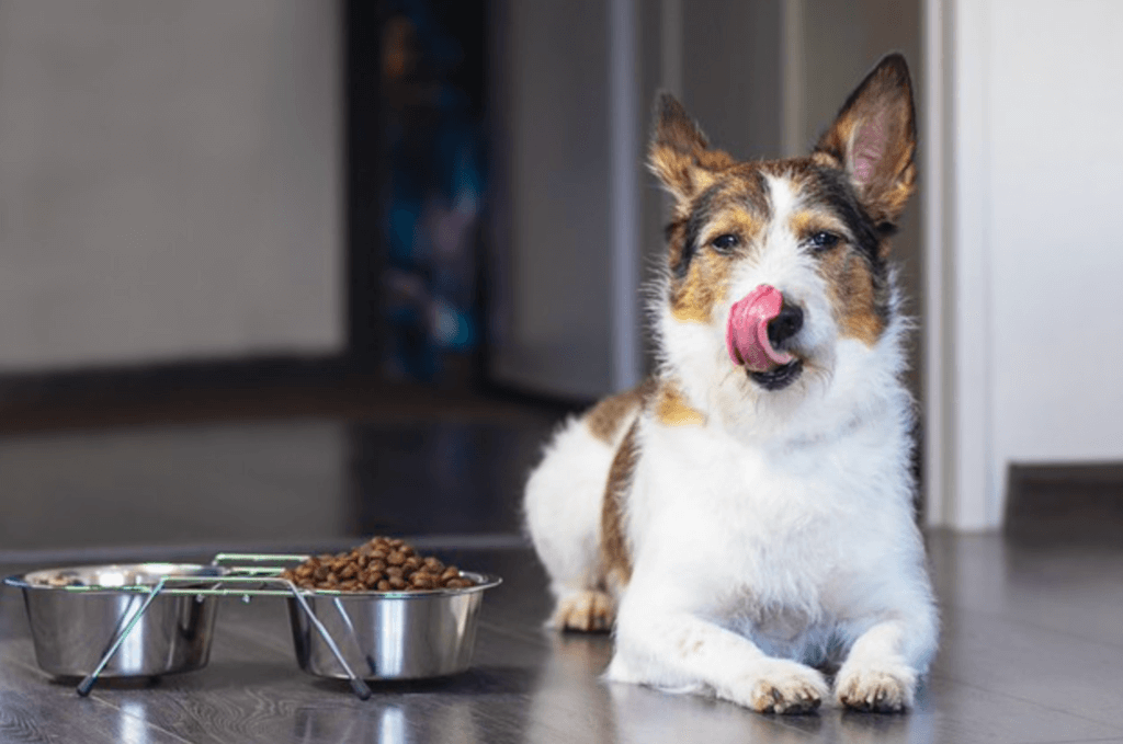 ¿Por qué mi perro tira la comida del plato?