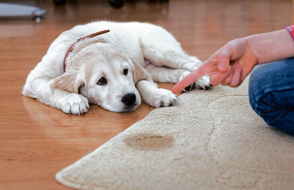 Cómo evitar que mi perro orine en la alfombra