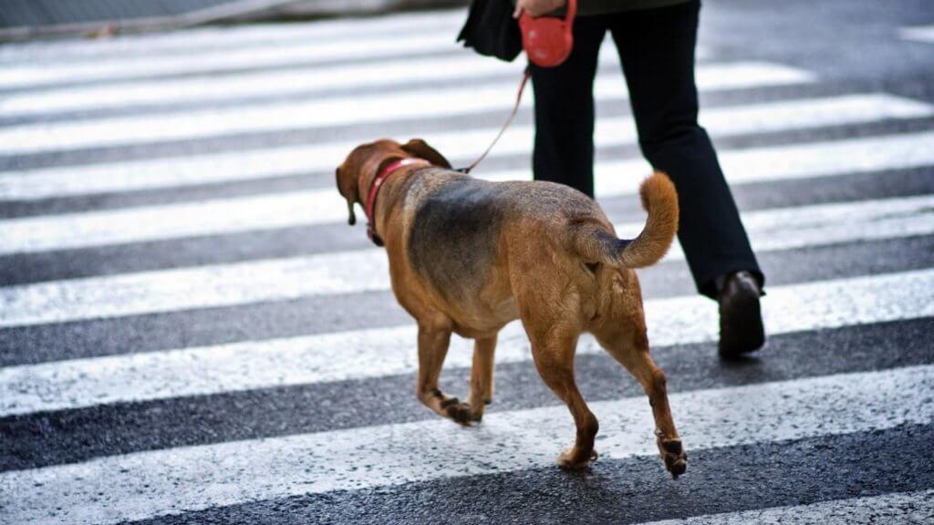 Cómo enseñar a un perro a cruzar la calle