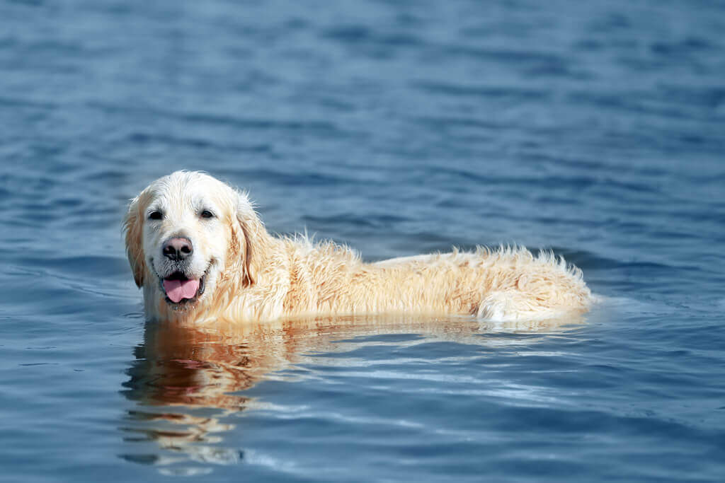 Cómo enseñar a nadar a tu perro