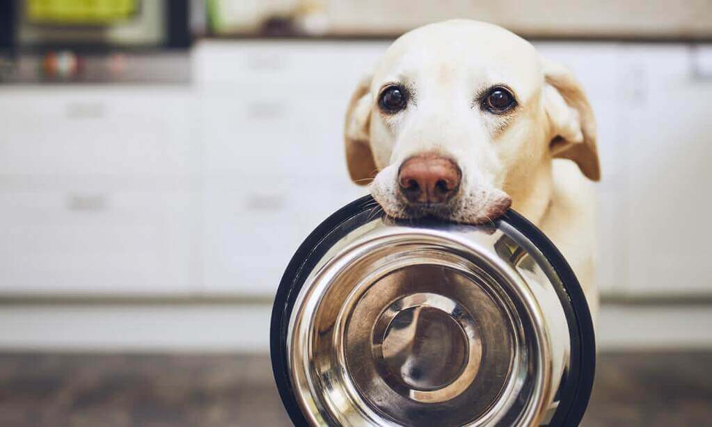 Cómo enseñar a mi perro a traer su plato