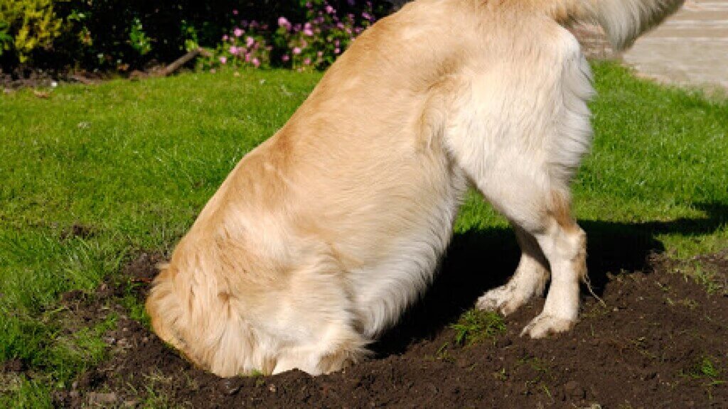 ¿Por qué los perros sacan la tierra de las macetas? 