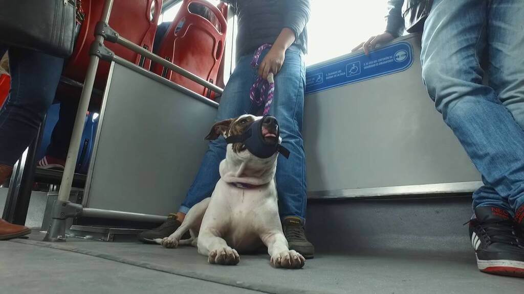 Cómo enseñar a tu perro a viajar transporte público