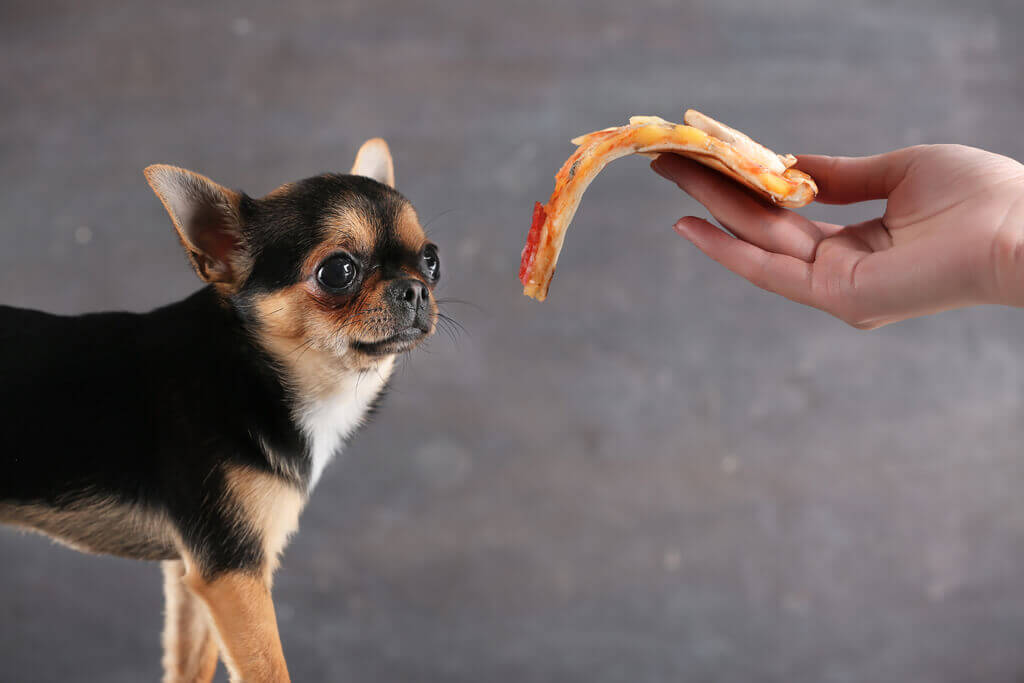 Cómo enseñar a un perro a no comer de extraños