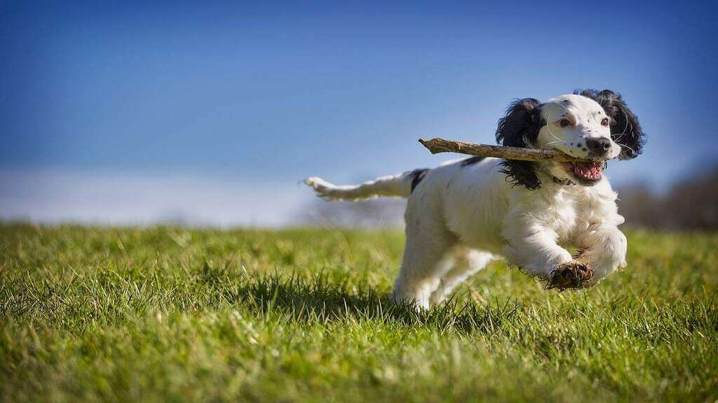 Cómo enseñar a un perro a traer el palo