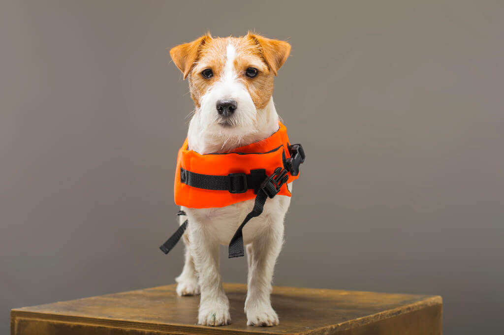 Cómo viajar con un perro en un barco 