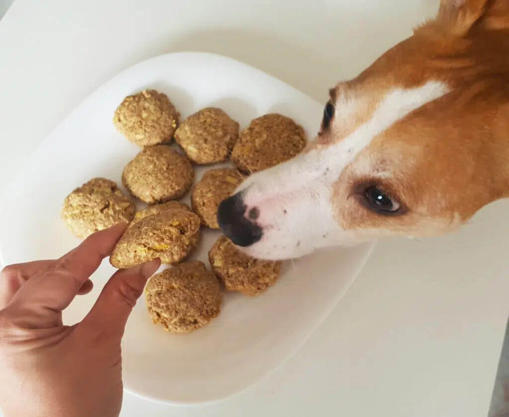 galletas de avena para perros