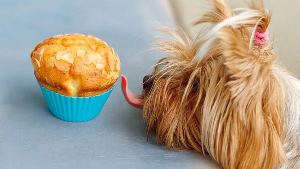 muffins para perros