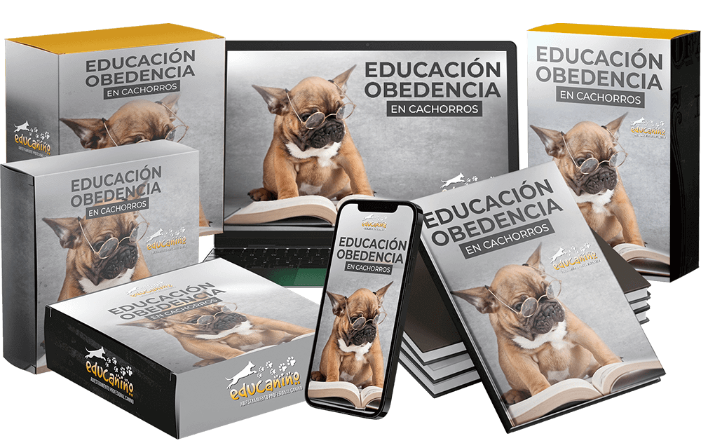 Módulo 2: Educación y obediencia en cachorros