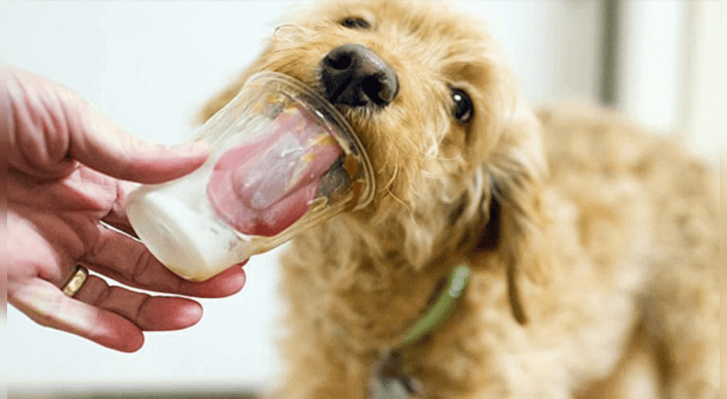 yogurt para los perros